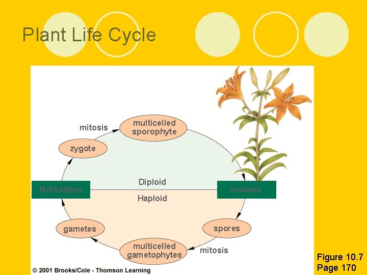 Plant Life Cycle mitosis multicelled sporophyte zygote fertilization Diploid meiosis Haploid spores gametes multicelled