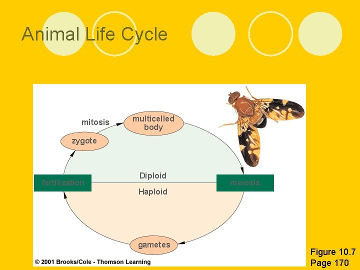 Animal Life Cycle mitosis multicelled body zygote fertilization Diploid Haploid gametes meiosis Figure 10.