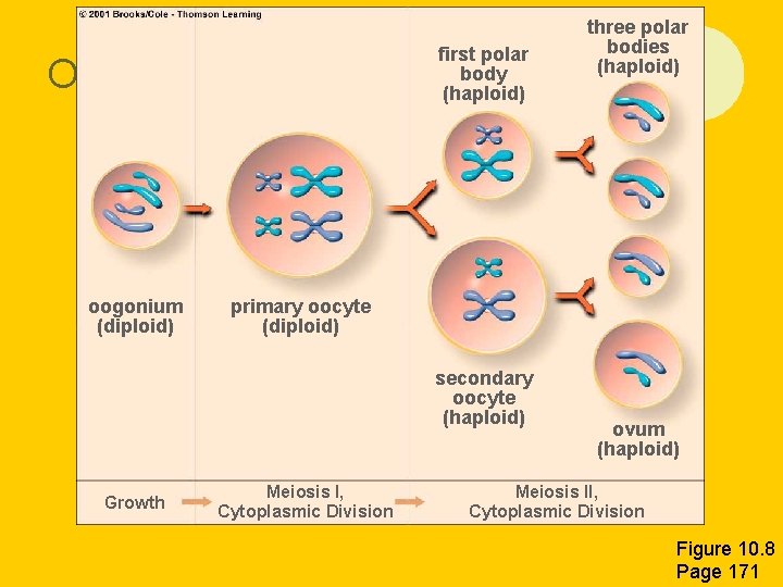 Oogenesis oogonium (diploid) first polar body (haploid) primary oocyte (diploid) secondary oocyte (haploid) Growth