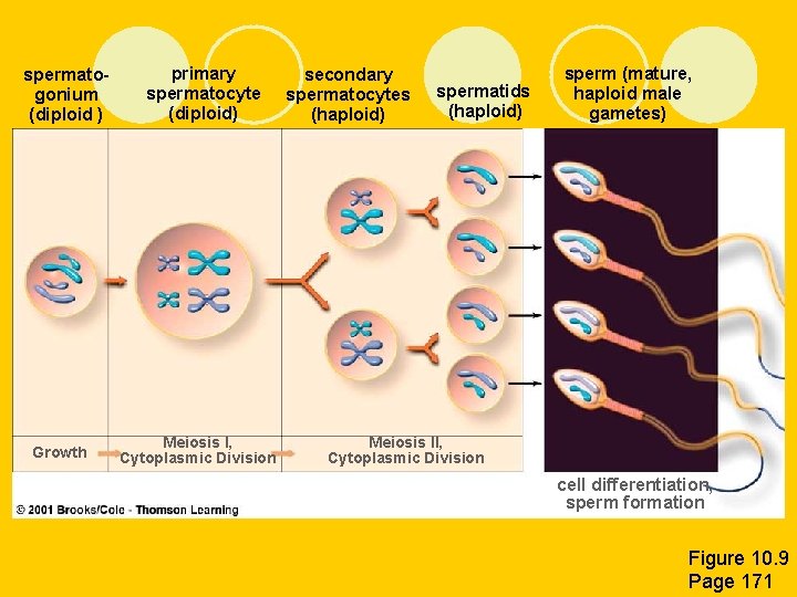 spermatogonium (diploid ) primary spermatocyte (diploid) secondary spermatocytes (haploid) spermatids (haploid) sperm (mature, haploid