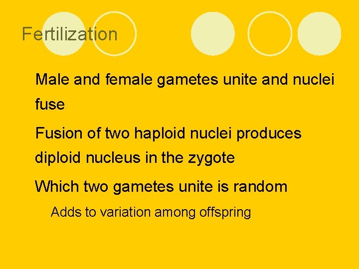 Fertilization l Male and female gametes unite and nuclei fuse l Fusion of two