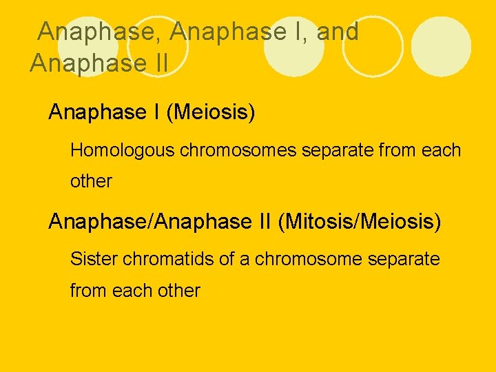 Anaphase, Anaphase I, and Anaphase II l Anaphase I (Meiosis) ¡ Homologous chromosomes separate