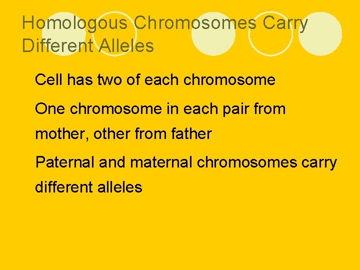 Homologous Chromosomes Carry Different Alleles l Cell has two of each chromosome l One