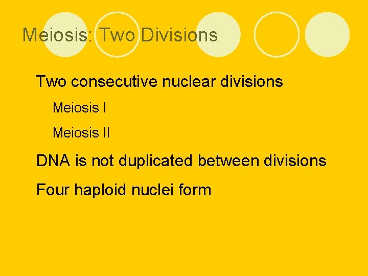 Meiosis: Two Divisions l Two consecutive nuclear divisions ¡ Meiosis II l DNA is