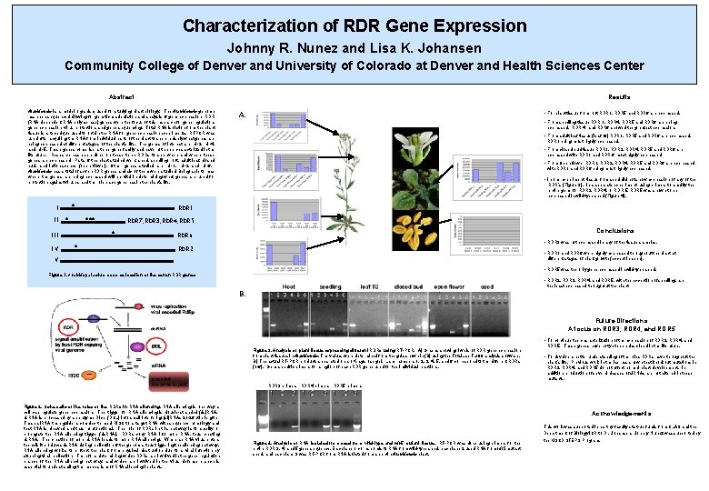 Characterization of RDR Gene Expression Johnny R. Nunez and Lisa K. Johansen Community College