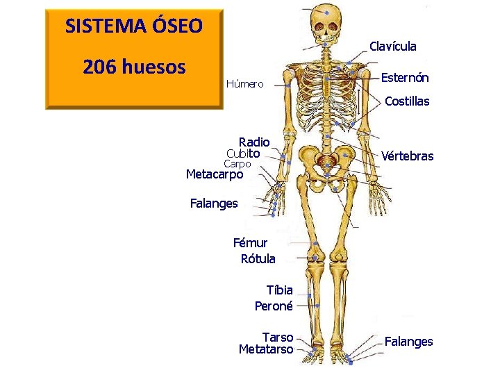 SISTEMA ÓSEO 206 huesos Clavícula Húmero Esternón Costillas Radio Cubito Carpo Vértebras Metacarpo Falanges