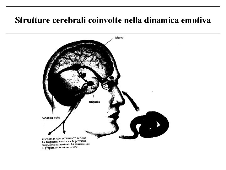 Strutture cerebrali coinvolte nella dinamica emotiva 