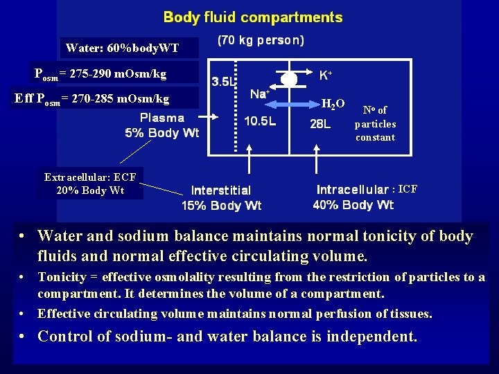 Water: 60%body. WT Posm= 275 -290 m. Osm/kg Eff Posm= 270 -285 m. Osm/kg Water: 60%body. WT Posm= 275 -290 m. Osm/kg Eff Posm= 270 -285 m. Osm/kg