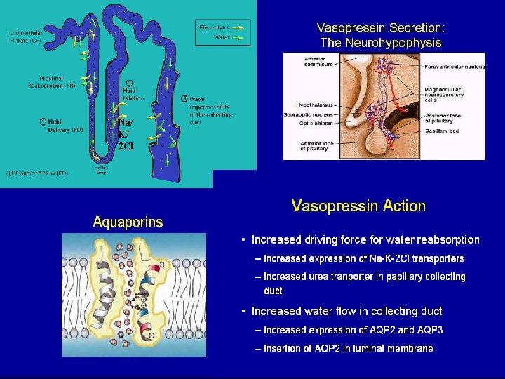 Na/ K/ 2 Cl Na/ K/ 2 Cl
