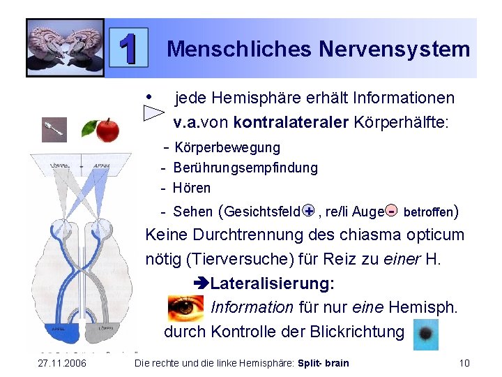 Menschliches Nervensystem • jede Hemisphäre erhält Informationen v. a. von kontralateraler Körperhälfte: - Körperbewegung