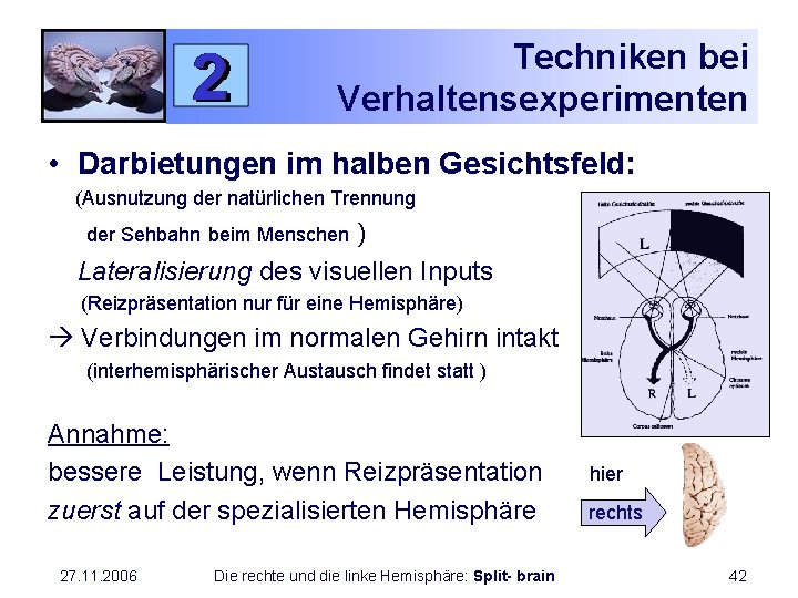 Techniken bei Verhaltensexperimenten • Darbietungen im halben Gesichtsfeld: (Ausnutzung der natürlichen Trennung ) Lateralisierung