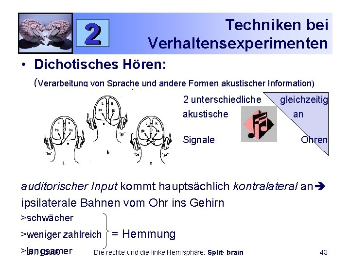 Techniken bei Verhaltensexperimenten • Dichotisches Hören: (Verarbeitung von Sprache und andere Formen akustischer Information)