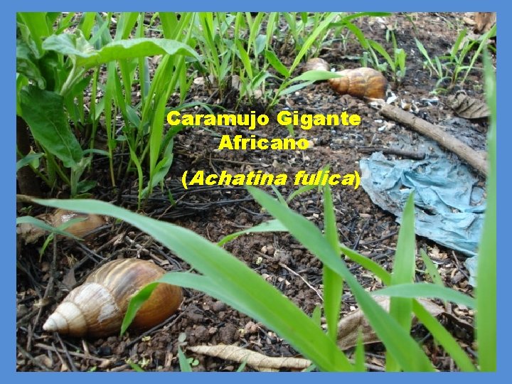 Caramujo Gigante Africano (Achatina fulica) 