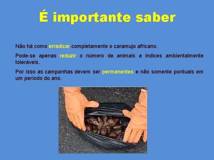 É importante saber Não há como erradicar completamente o caramujo africano. Pode-se apenas reduzir É importante saber Não há como erradicar completamente o caramujo africano. Pode-se apenas reduzir