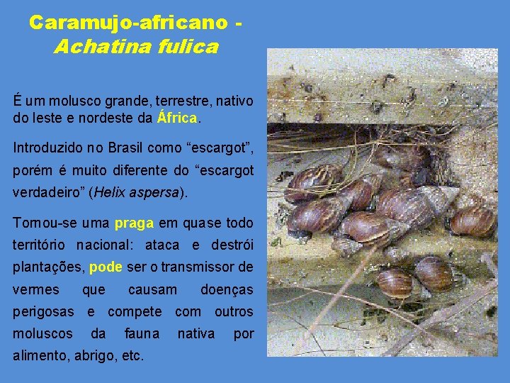 Caramujo-africano - Achatina fulica É um molusco grande, terrestre, nativo do leste e nordeste