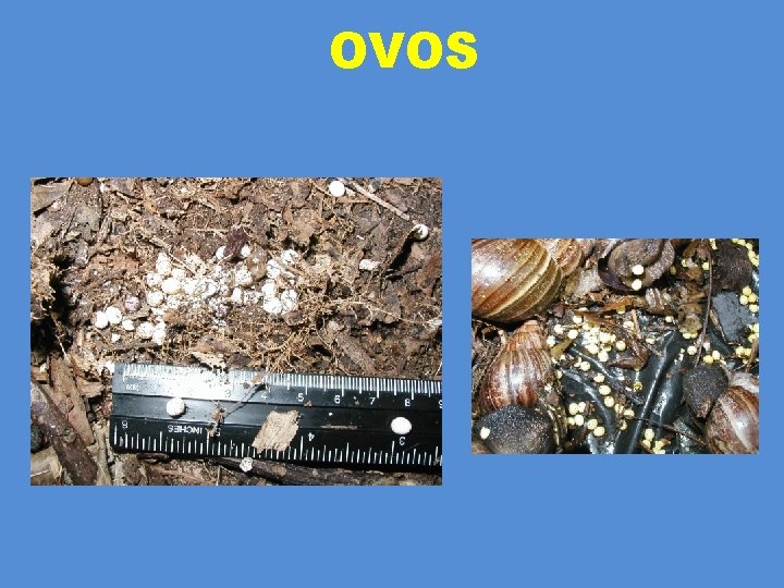 OVOS 