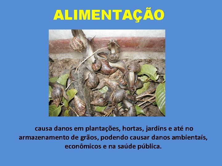 ALIMENTAÇÃO causa danos em plantações, hortas, jardins e até no armazenamento de grãos, podendo