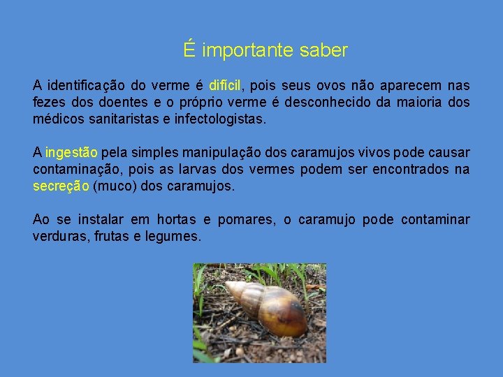 É importante saber A identificação do verme é difícil, pois seus ovos não aparecem É importante saber A identificação do verme é difícil, pois seus ovos não aparecem