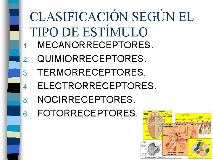 CLASIFICACIÓN SEGÚN EL TIPO DE ESTÍMULO 1. 2. 3. 4. 5. 6. MECANORRECEPTORES. QUIMIORRECEPTORES.