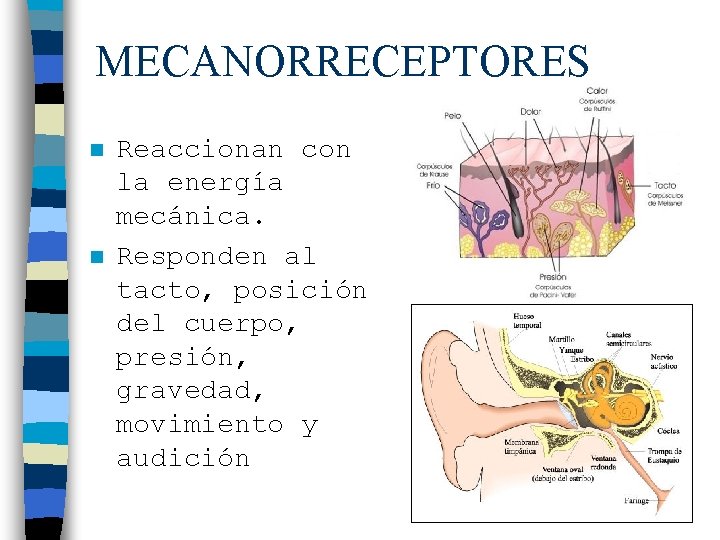 MECANORRECEPTORES n n Reaccionan con la energía mecánica. Responden al tacto, posición del cuerpo,