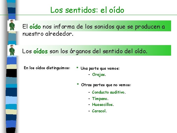 Los sentidos: el oído El oído nos informa de los sonidos que se producen