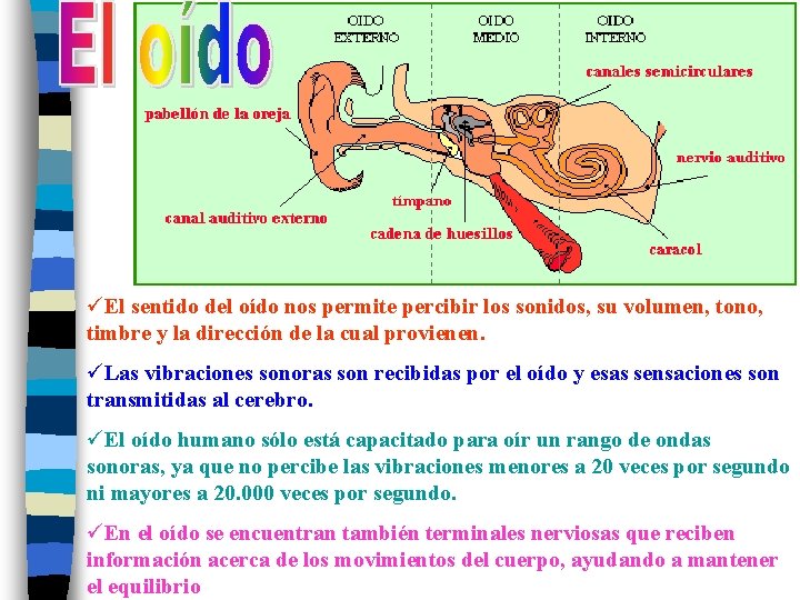 üEl sentido del oído nos permite percibir los sonidos, su volumen, tono, timbre y