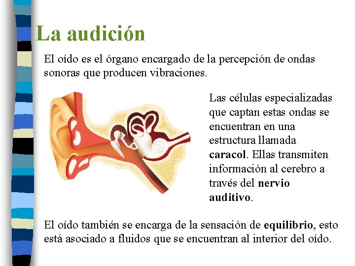 La audición El oído es el órgano encargado de la percepción de ondas sonoras