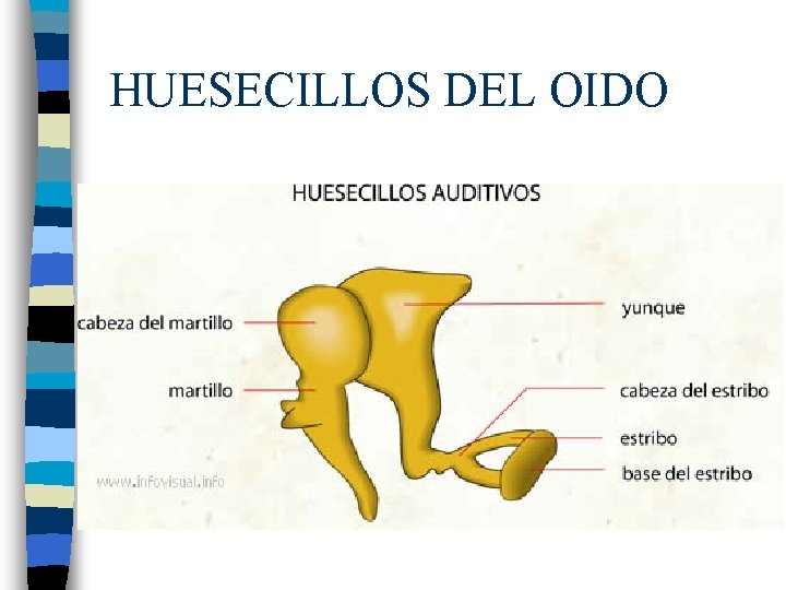 HUESECILLOS DEL OIDO 