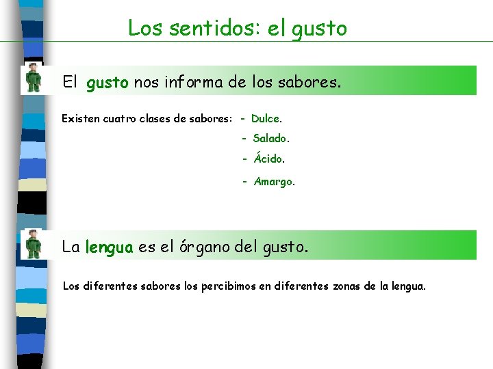 Los sentidos: el gusto El gusto nos informa de los sabores. Existen cuatro clases