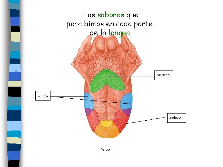 Los sabores que percibimos en cada parte de la lengua Amargo Ácido Salado Dulce