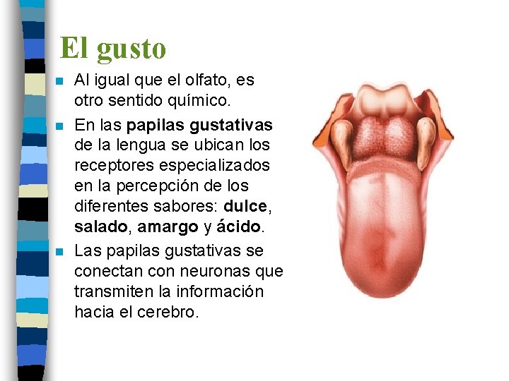 El gusto n n n Al igual que el olfato, es otro sentido químico.