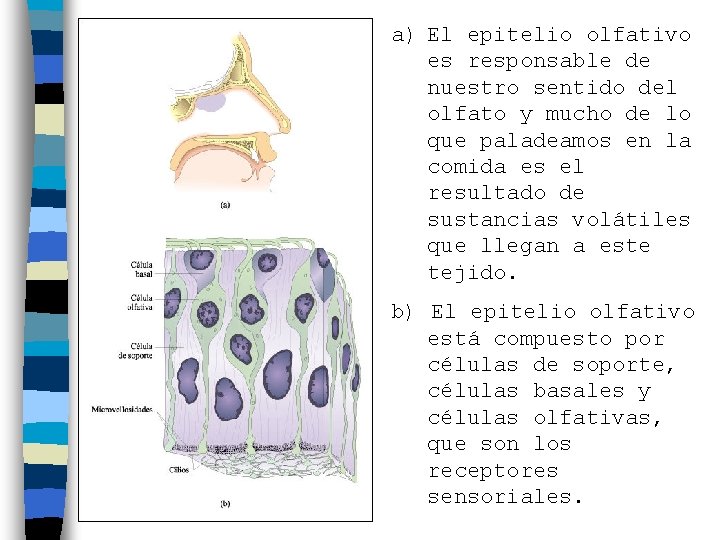 a) El epitelio olfativo es responsable de nuestro sentido del olfato y mucho de