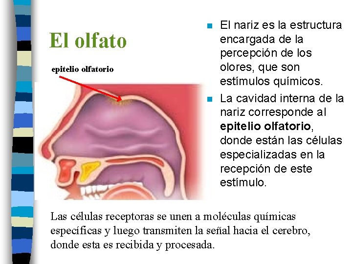 El olfato n epitelio olfatorio n El nariz es la estructura encargada de la