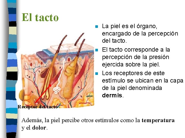 El tacto n n n La piel es el órgano, encargado de la percepción