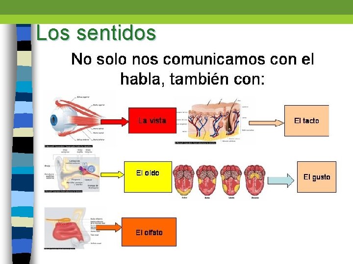 Los sentidos 
