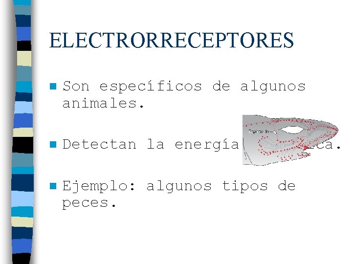 ELECTRORRECEPTORES n Son específicos de algunos animales. n Detectan la energía eléctrica. n Ejemplo: