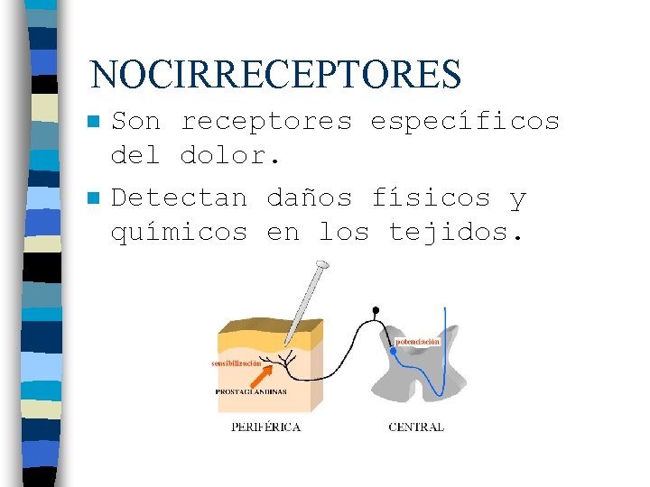 NOCIRRECEPTORES n n Son receptores específicos del dolor. Detectan daños físicos y químicos en