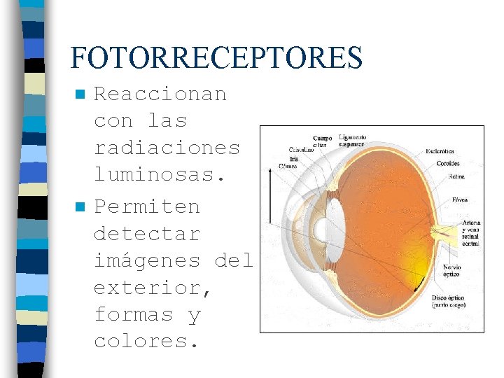 FOTORRECEPTORES n n Reaccionan con las radiaciones luminosas. Permiten detectar imágenes del exterior, formas