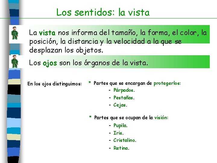 Los sentidos: la vista La vista nos informa del tamaño, la forma, el color,