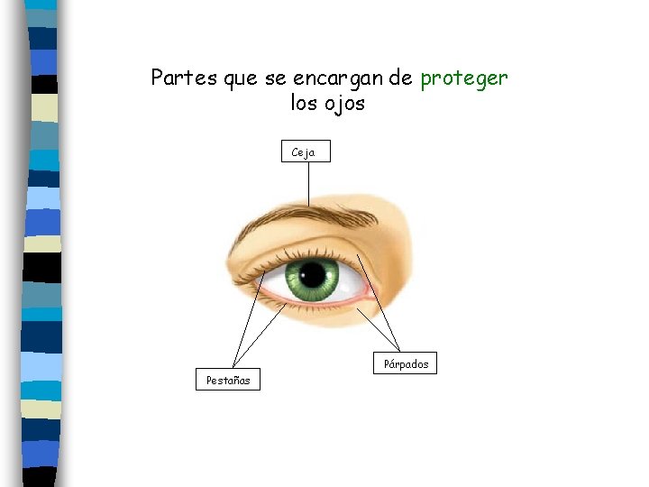 Partes que se encargan de proteger los ojos Ceja Párpados Pestañas 