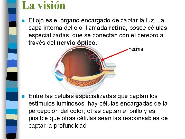 La visión n El ojo es el órgano encargado de captar la luz. La
