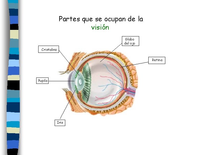Partes que se ocupan de la visión Globo del ojo Cristalino Retina Pupila Iris