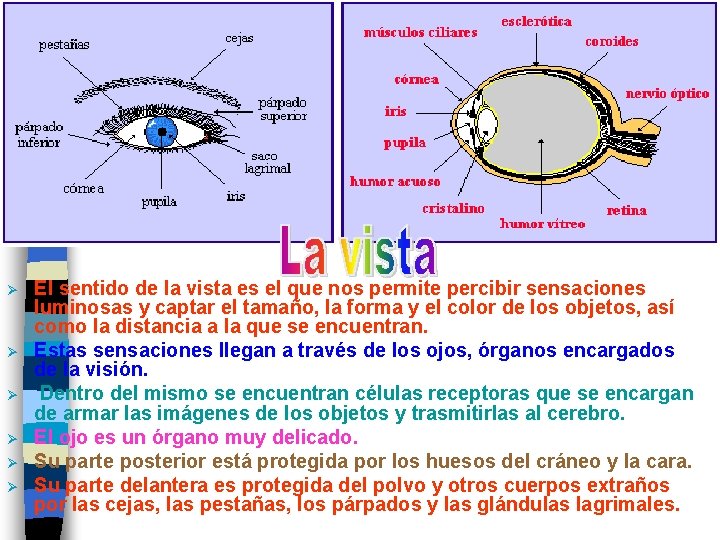 Ø Ø Ø El sentido de la vista es el que nos permite percibir