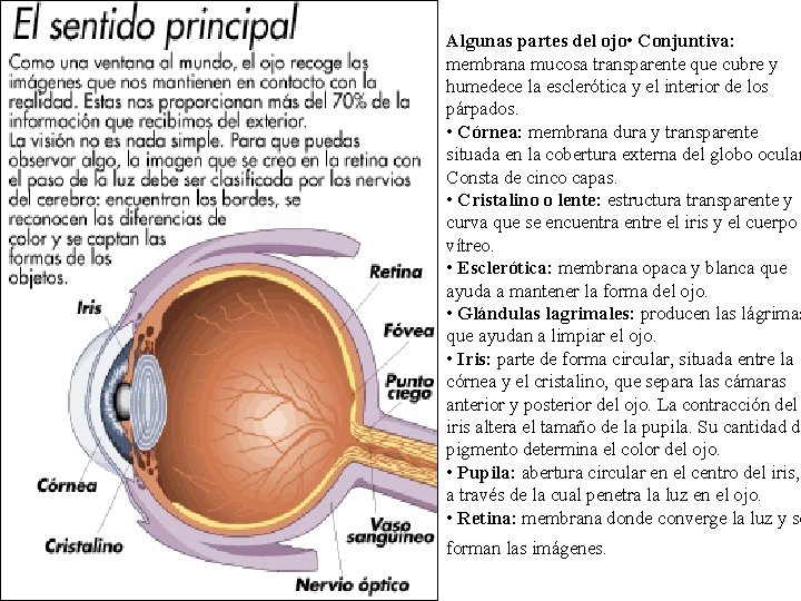 Algunas partes del ojo • Conjuntiva: membrana mucosa transparente que cubre y humedece la