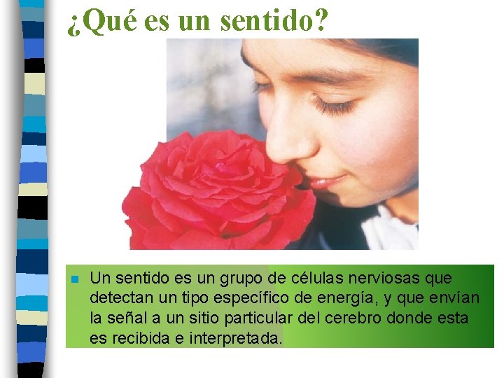 ¿Qué es un sentido? n Un sentido es un grupo de células nerviosas que