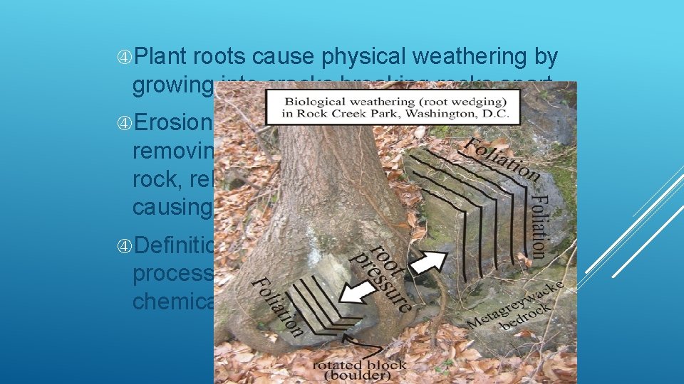  Plant roots cause physical weathering by growing into cracks breaking rocks apart Erosion