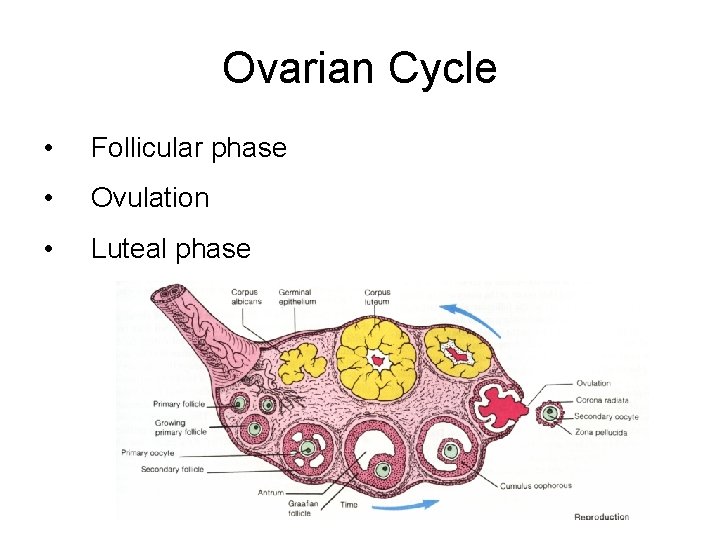 Ovarian Cycle • Follicular phase • Ovulation • Luteal phase 