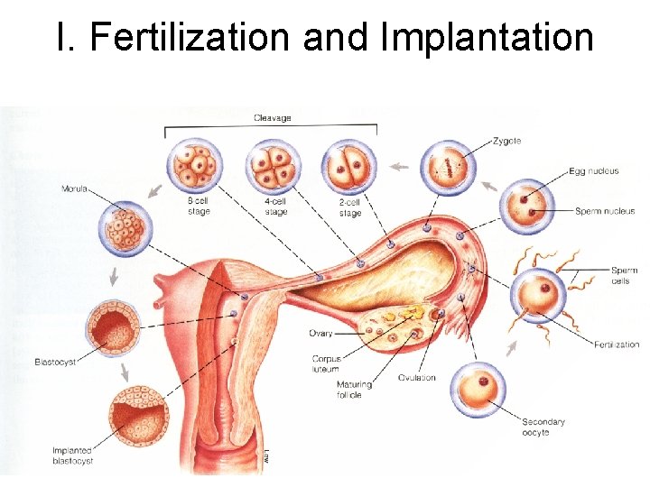 I. Fertilization and Implantation 