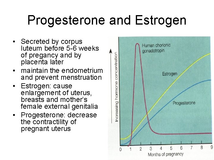 Progesterone and Estrogen • Secreted by corpus luteum before 5 -6 weeks of pregancy
