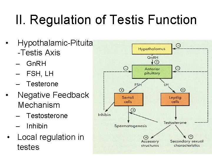 II. Regulation of Testis Function • Hypothalamic-Pituitary -Testis Axis – Gn. RH – FSH,